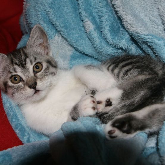 Katze liegt auf Decke