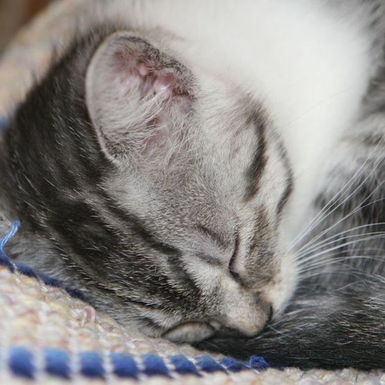 Schlafende Katze