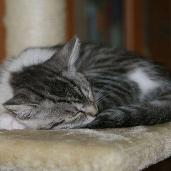 Schlafende Katze
