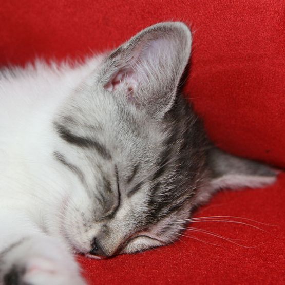Schlafende Katze