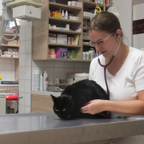 Mag. Danzinger untersucht Katze