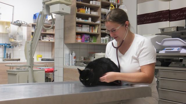 Mag. Danzinger untersucht Katze