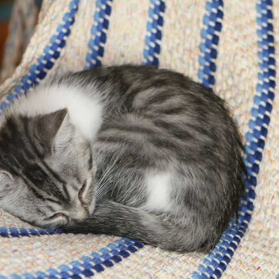 Schlafende Katze