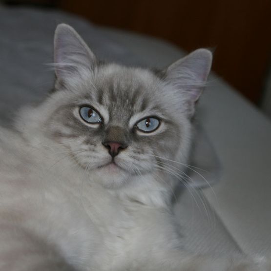 Graue Katze