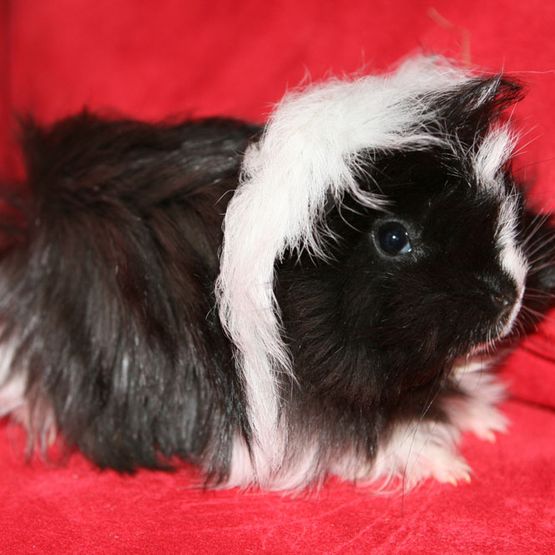Meerschweinchen