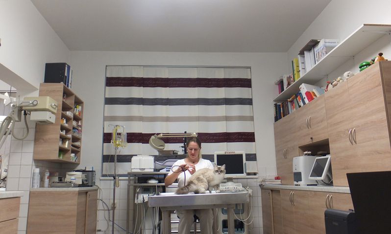Tierärztin bei Vorsorgeuntersuchungen für Katzen in 1230 Wien