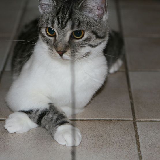 Sitzende Katze