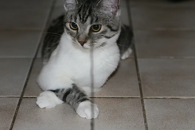 Sitzende Katze