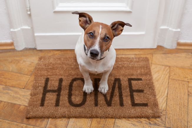 Hund auf Haustürmatte