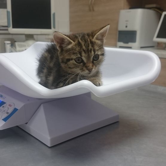 Katze auf Waage