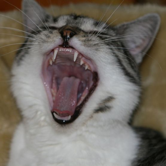 Katze gähnt