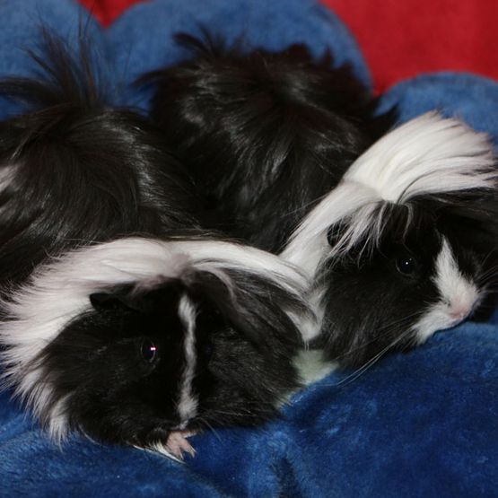 Meerschweinchen