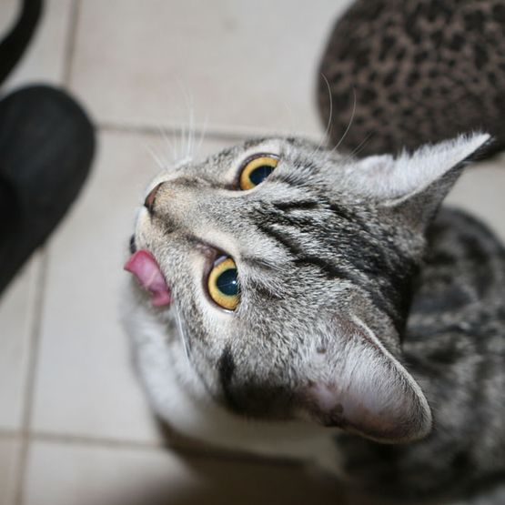Schmatzende Katze