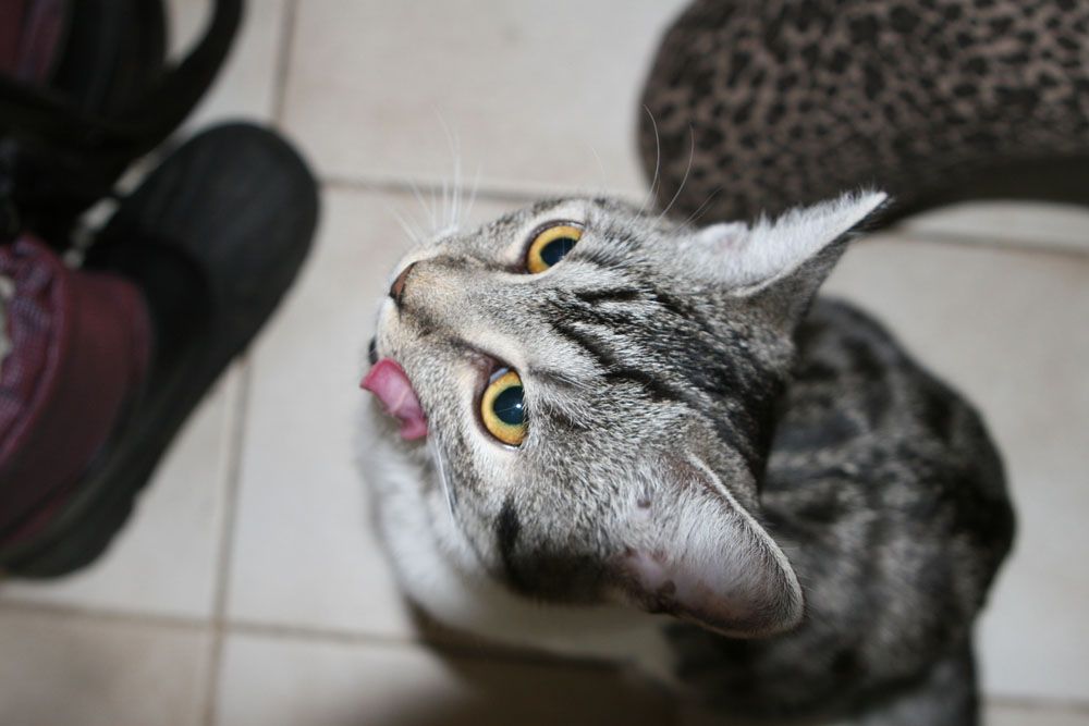 Schmatzende Katze