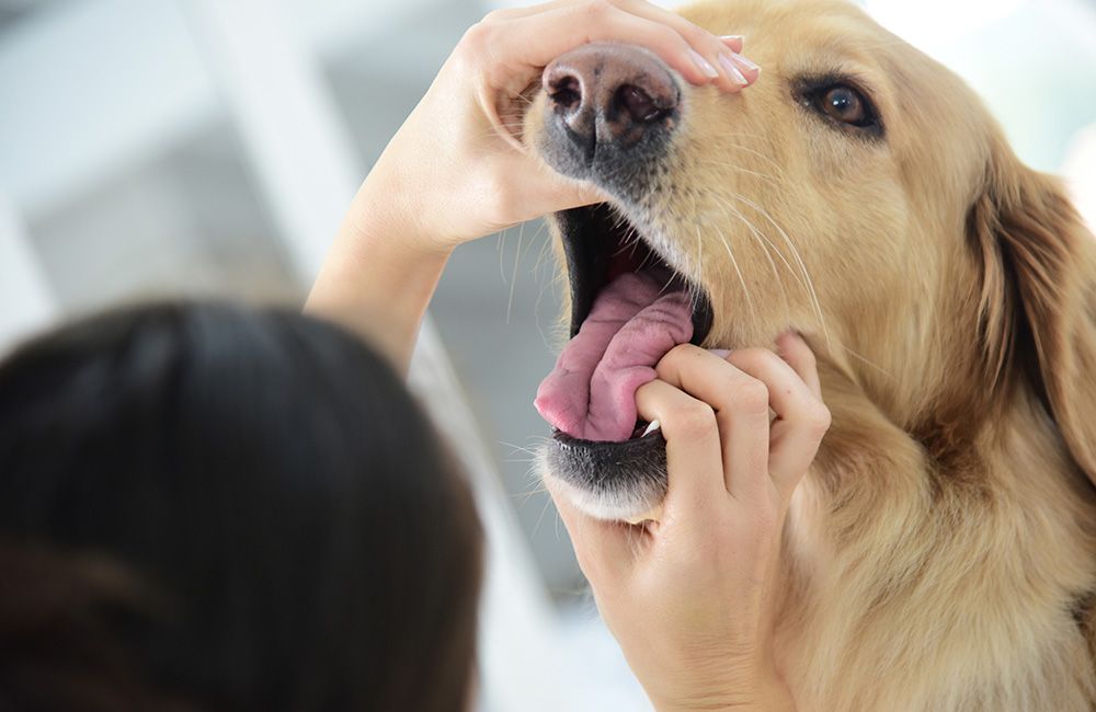 Zahnkontrolle beim Hund